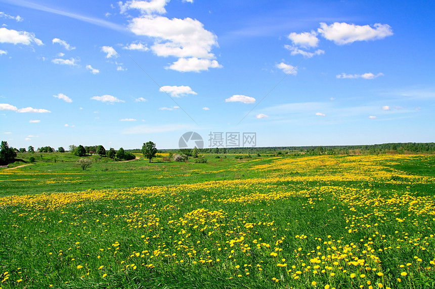 田野露地昆虫蜜蜂植物天堂草地场景野生动物阳光牧场农场图片
