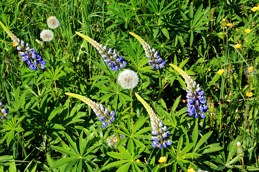 野外的松木床单天空紫色植物群草地紫丁香花朵荒野花瓣植物学图片