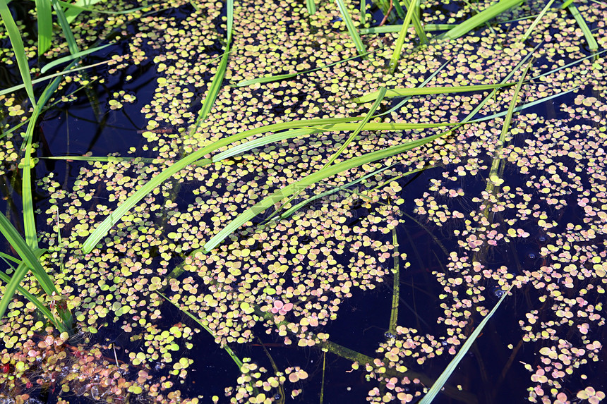 在沼泽中的鸭草叶子多叶草本植物绿色圆形森林太阳宏观浮萍图片