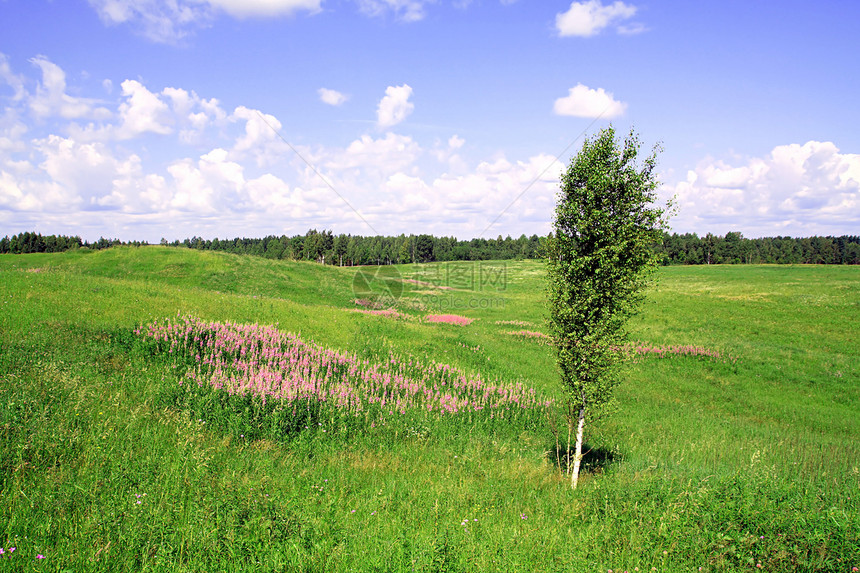 夏季外地环境淡紫色地面蓝色荒野植物群地平线天气紫丁香草本植物图片