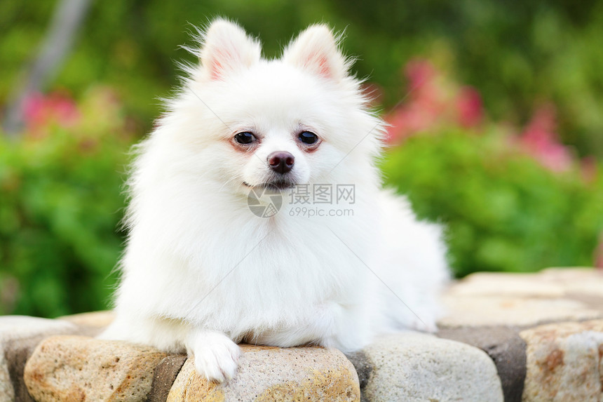 白罗马狗眼睛季节微笑幸福小狗宠物朋友动物草地快乐图片