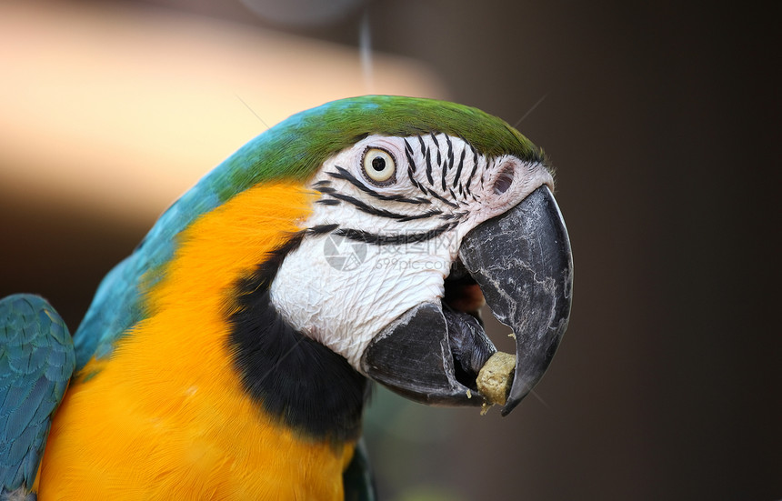 Macaw 鹦鹉热带伴侣羽毛鸟类情调动物园异国金刚鹦鹉生活翅膀图片