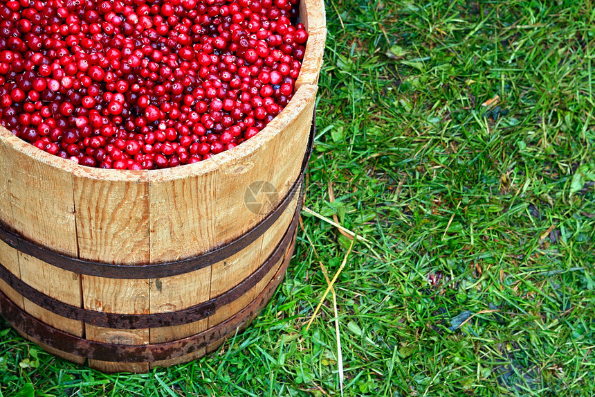 桶中红莓木头浆果食物水果季节小吃白色庆典摄影红色图片