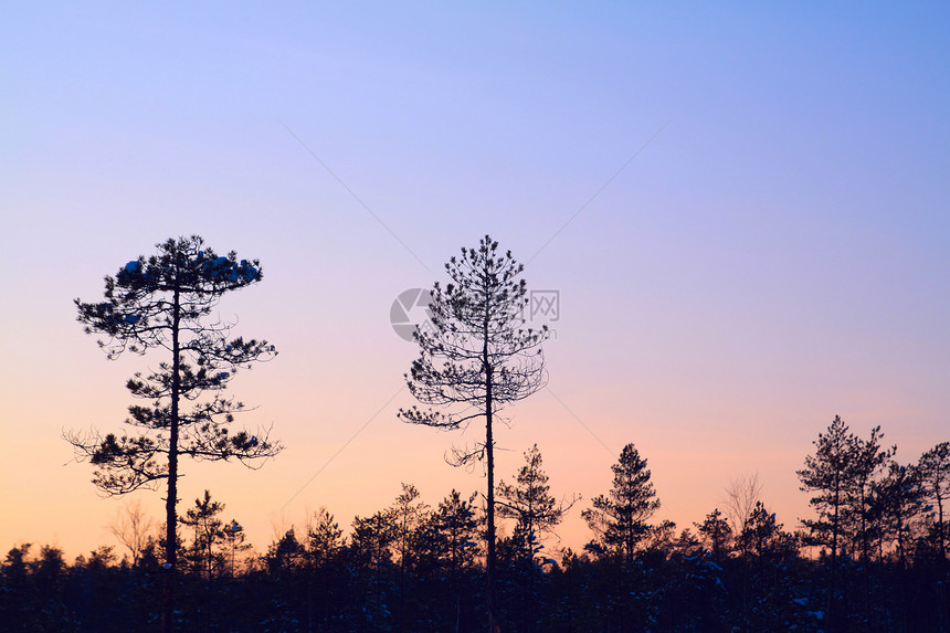 胡萝卜松木木头摄影森林力量荒野全景风景松树阳光天空图片