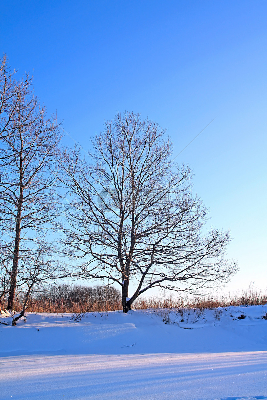 沿海河上的橡木仙境风景雪橇森林树木气象天空阳光冰柱粉末图片