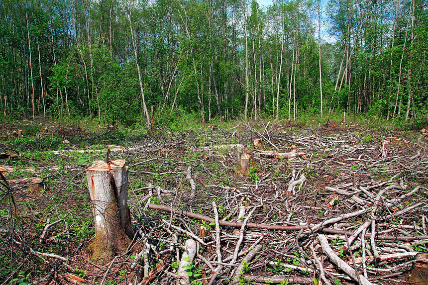 切除木柴资源树干环境风景破坏森林植被日志生产活力图片