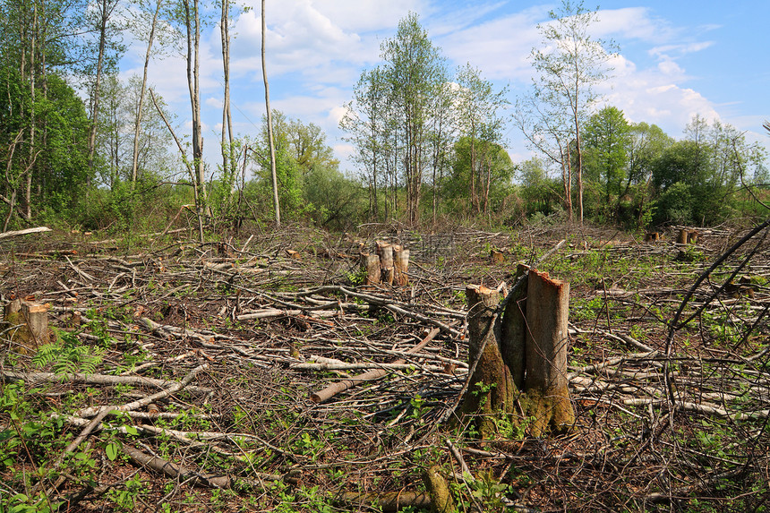 切除木柴活力损害收成木材植被树桩环境木头破坏资源图片