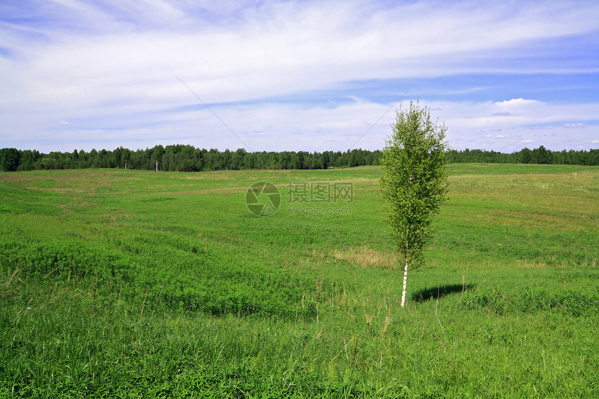 野上闪光土地草地阳光植物天空风景季节宏观牧场图片