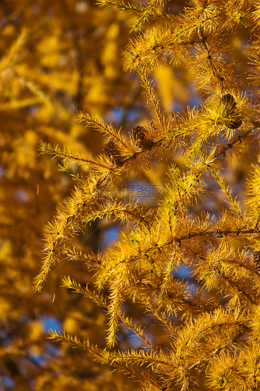 秋季颜色的 LARCH果属针叶树图片