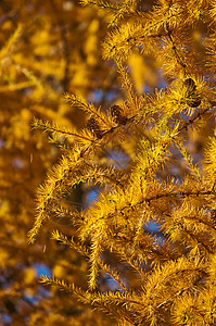 秋季颜色的 LARCH果属针叶树背景图片