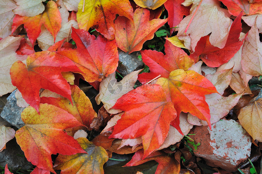 秋叶落叶叶子植物边缘公园红色树叶森林静脉季节黄色图片