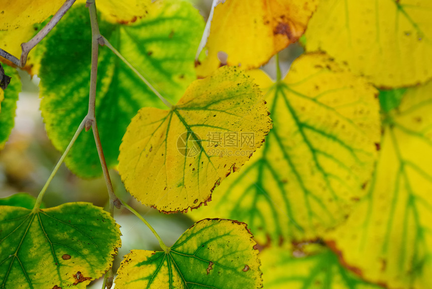 秋叶落叶绿色黄色公园植物季节植被图片