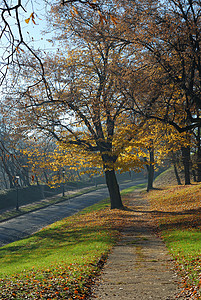 秋季上午村庄农村绿色小路季节叶子树叶国家公园人行道背景图片