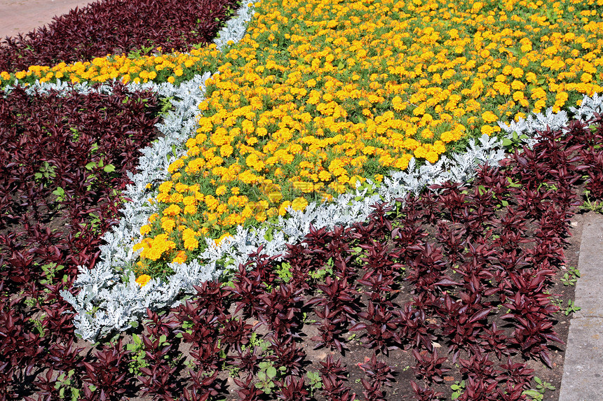 草坪上的花朵雏菊百合园艺植物场地草地玫瑰花园星星水仙花图片