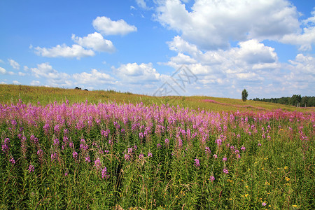 荒野茶地面自然高清图片