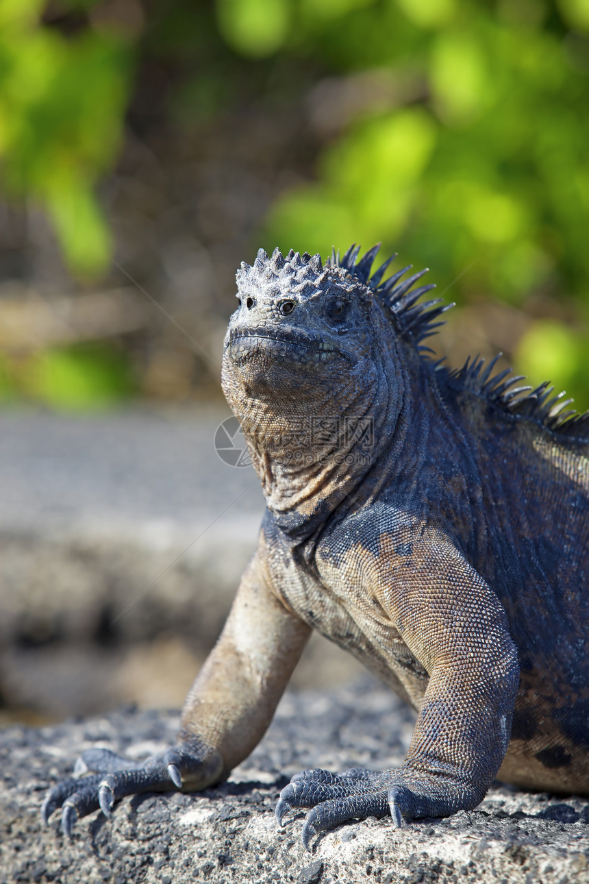 加拉帕戈斯海洋Iguana岩石情调热带皮肤爬虫鬣蜥生物波峰脊椎动物濒危图片