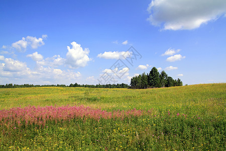 卡米尔夏季外地植物群植物国家农村天空地平线晴天空地环境天气背景