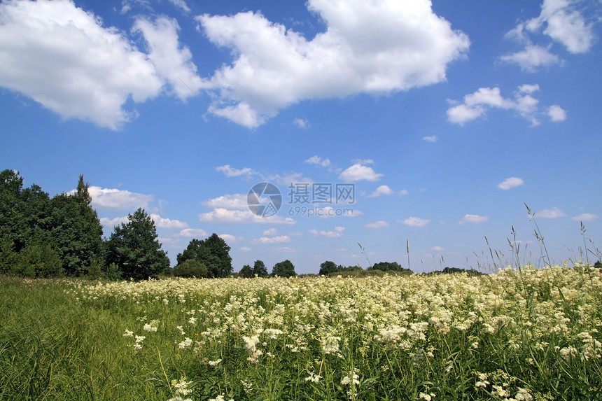 夏季外地牧草草本植物荒野植物群蓝色晴天环境生长农村国家图片