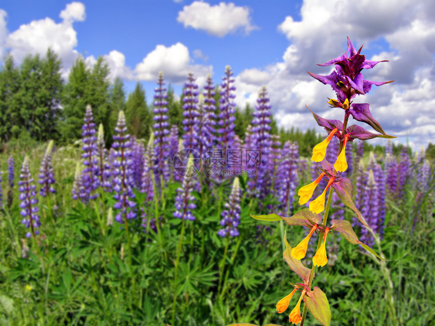 野外的松木植物学花瓣天空场地荒野生物学紫色床单花朵草地图片
