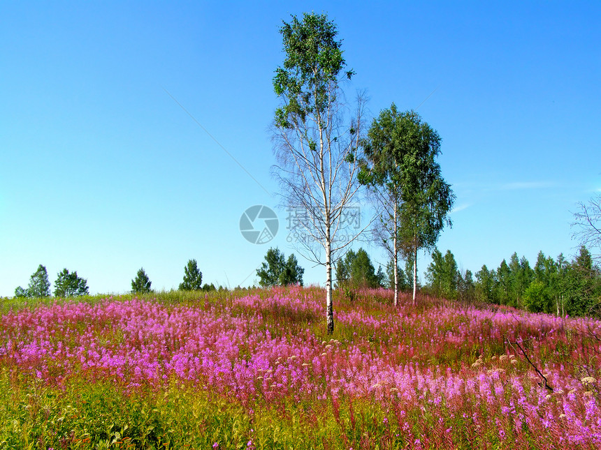 田野上花朵草地国家地平线花瓣生长草本植物蓝色淡紫色晴天牧草图片
