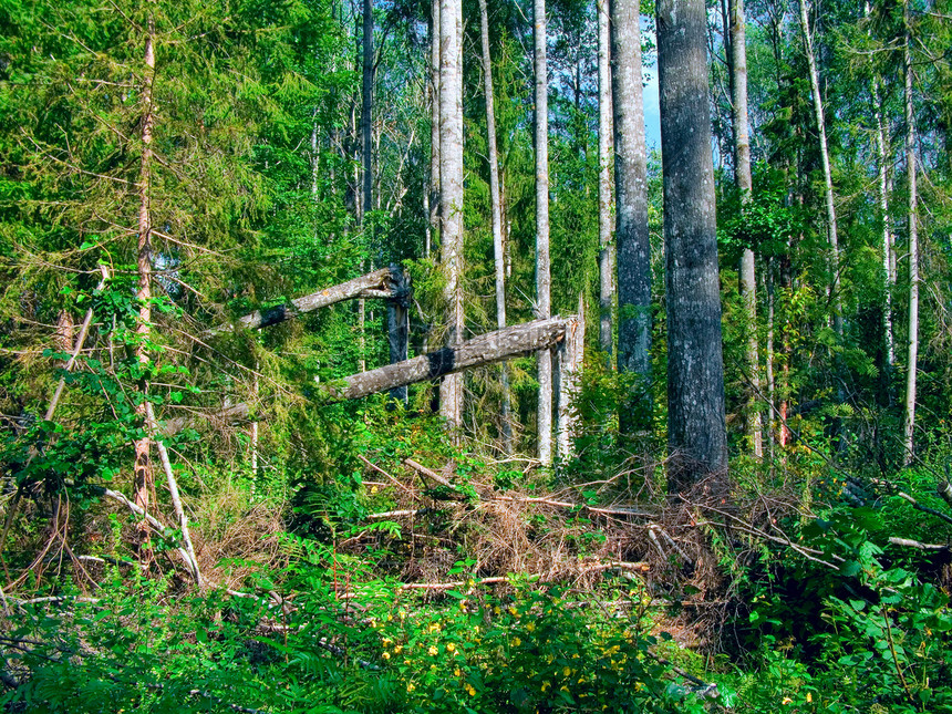 野木季节国家植物树木旅行风景蕨类安全地形苔藓图片