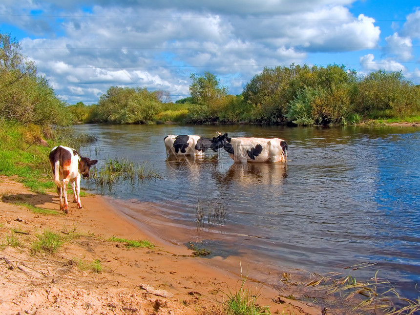 河流中的牛牛图片