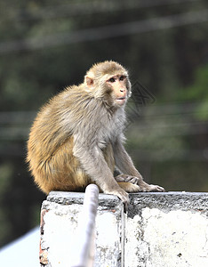 克什米尔斯利那加的猴子放松高清图片