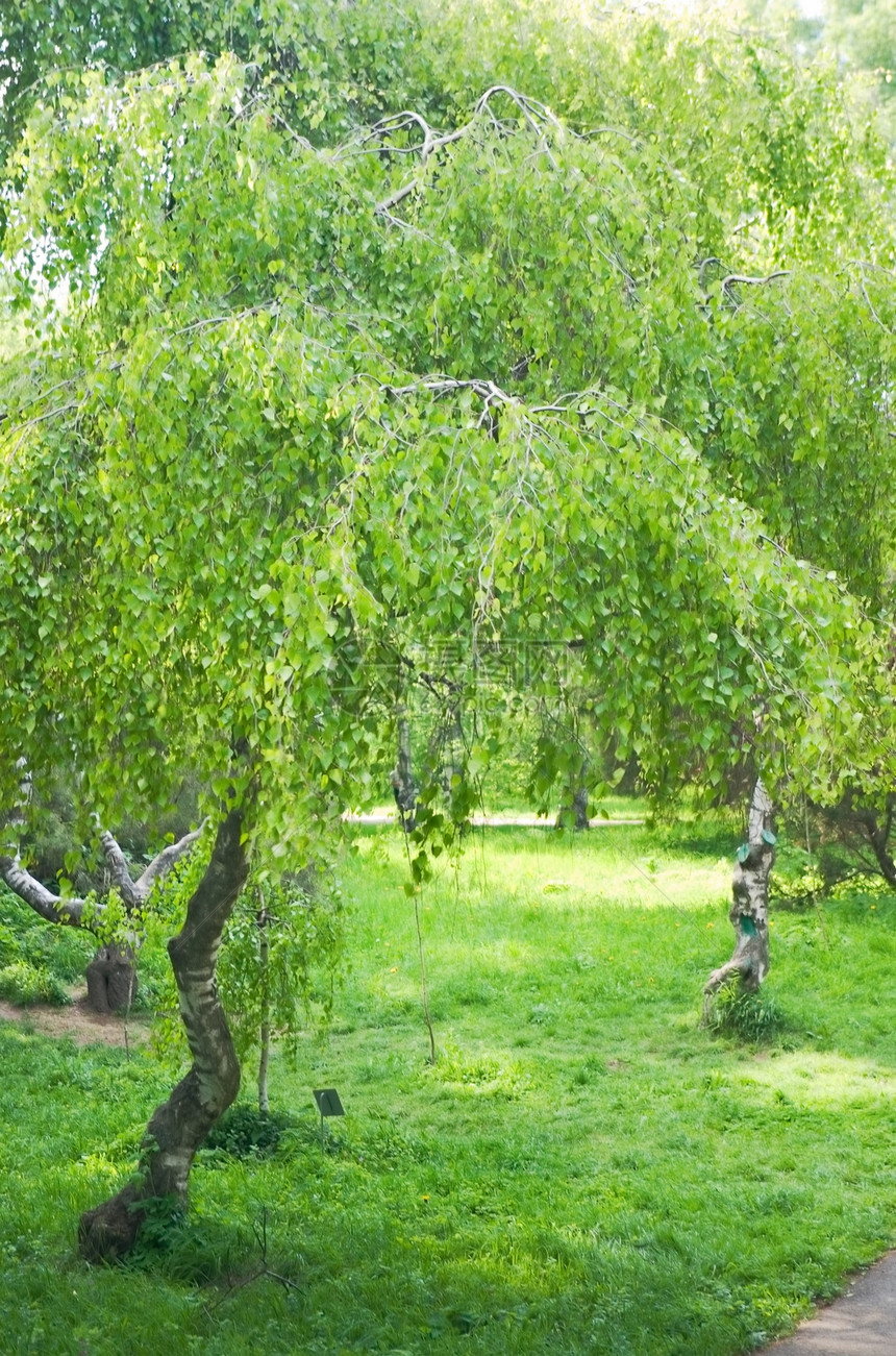 森林林森林季节场景叶子公园树林温暖孤独桦木灌木丛图片