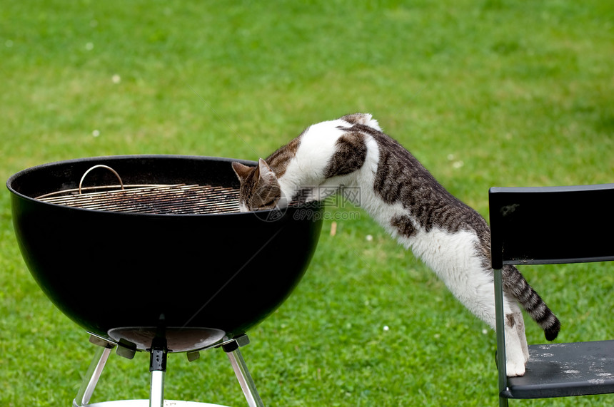 饿猫饥饿绿色宠物白色动物群猫科动物午餐烧烤食物图片