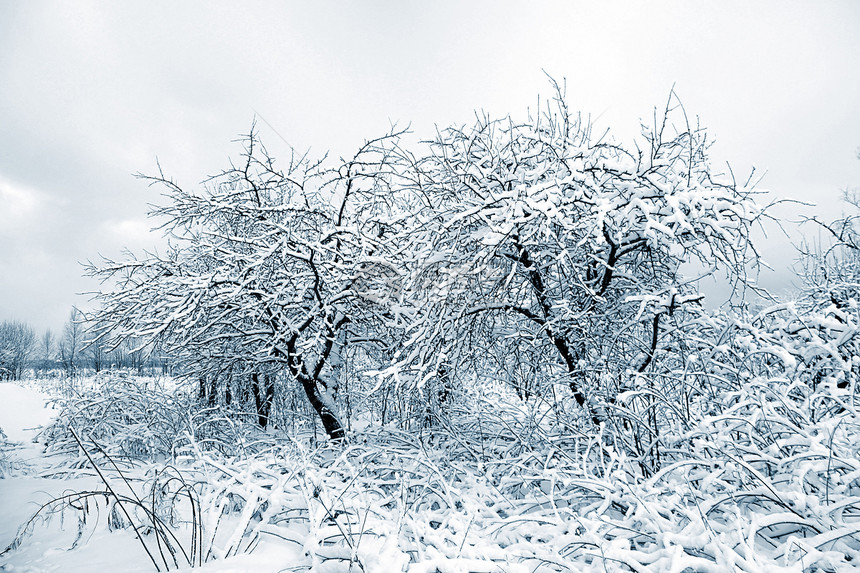 冬冬木公园季节果园曲目街道森林暴风雪美丽旅行场地图片