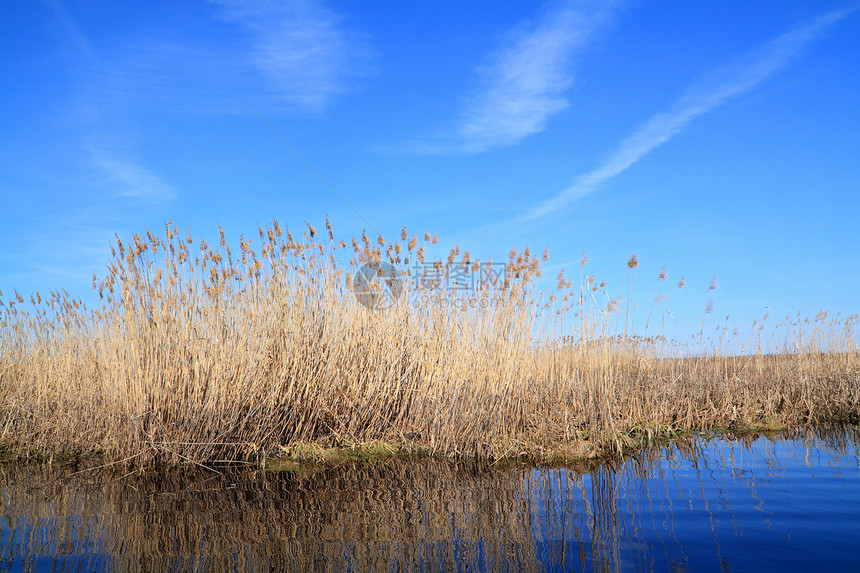 湖上干黄黄色环境香蒲湿地风景公园植物场景蓝色池塘图片