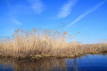 湖上干黄黄色环境香蒲湿地风景公园植物场景蓝色池塘背景图片