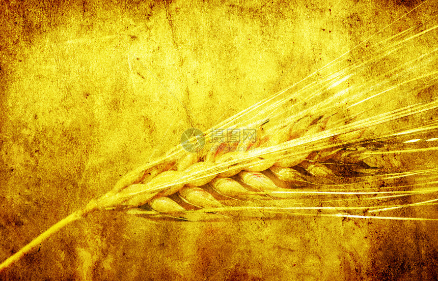 尖加生产玉米生长稻草收成培育大麦农民农场烘烤图片