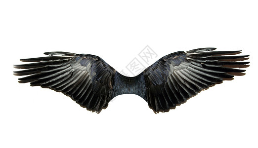 翅膀天空魔法羽毛宗教天堂生活信仰航班鸽子精神背景图片