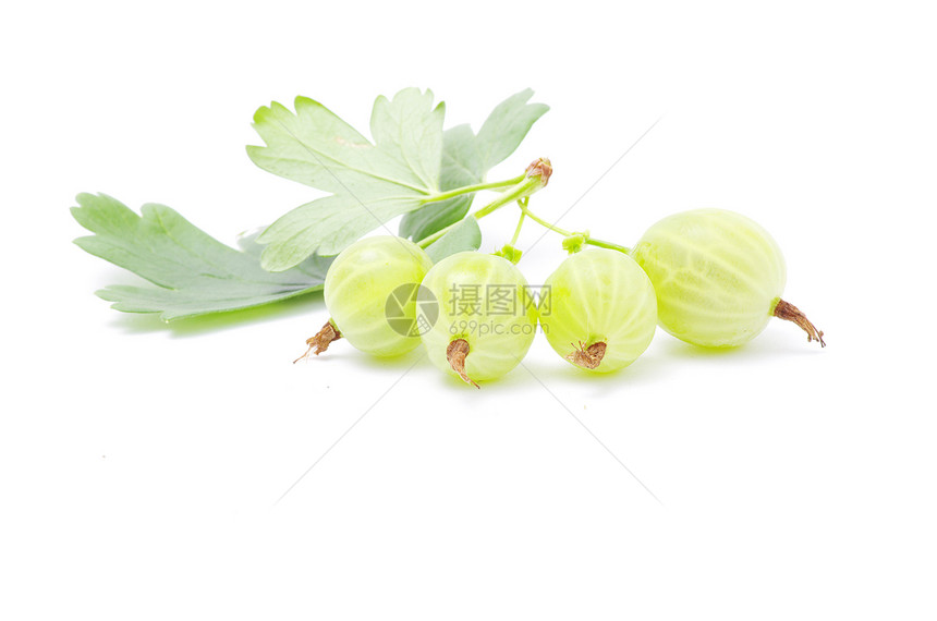 鹅莓白色阴影水果绿色种子醋栗图片