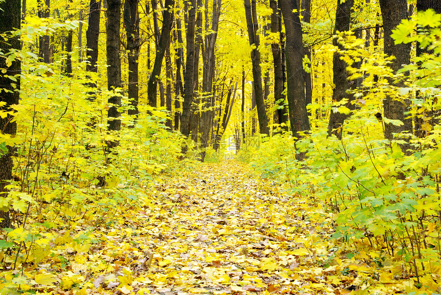 秋林公园黄色金子叶子季节阳光树叶美丽森林红色图片
