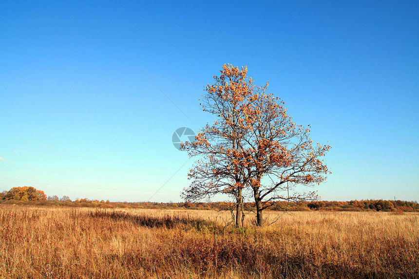 秋季风景草地树叶气候天空橡木孤独牧场分支机构地平线农村图片