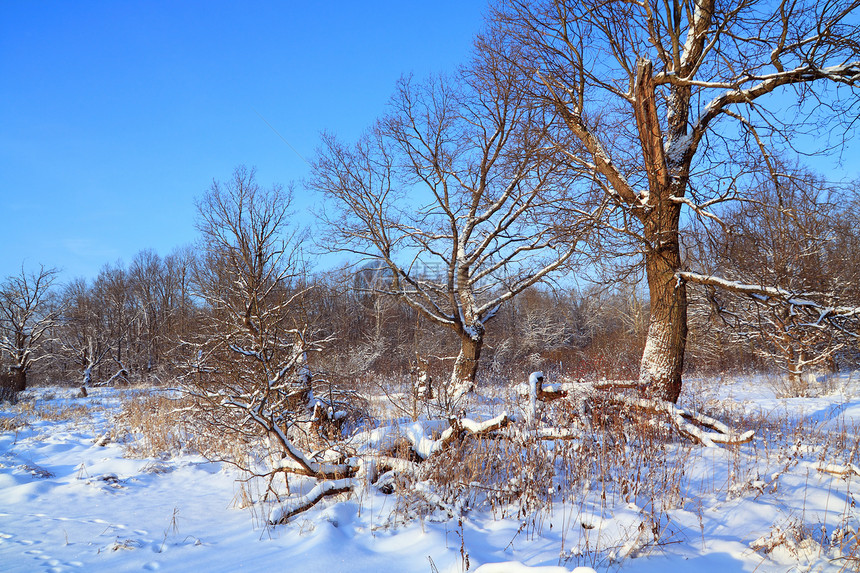 木头中积雪的大橡树国家仙境场景荒野公园天空旅行暴风雪季节蓝色图片