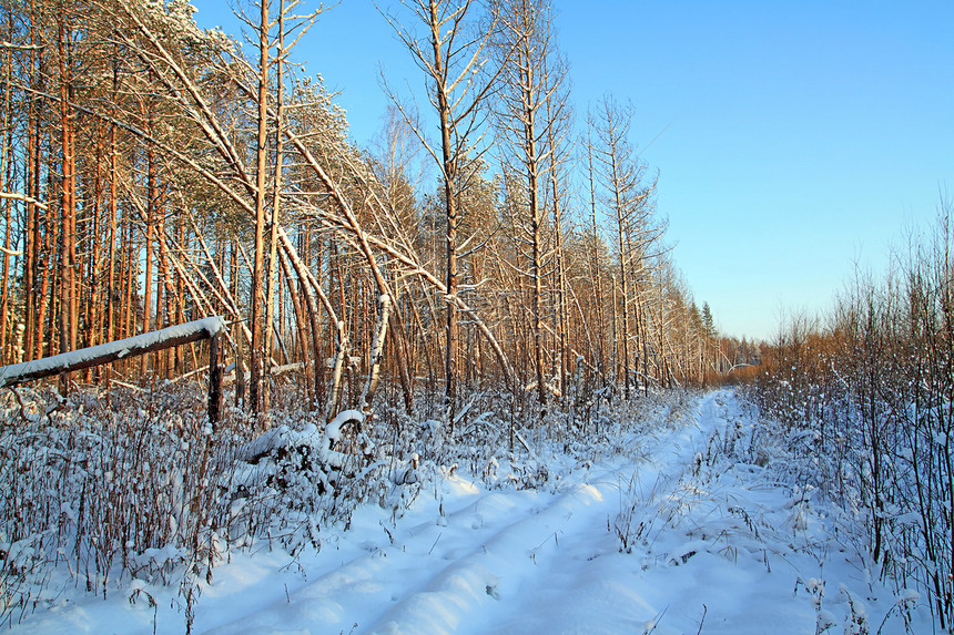 夜间木柴农村公路松树太阳木头车道下雪旅行天气树木风景季节图片