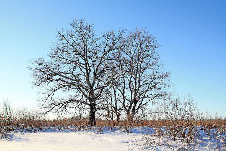 冬季田地的橡木冰柱桦木雪堆石头痕迹脉冲松树阴影阳光假期图片