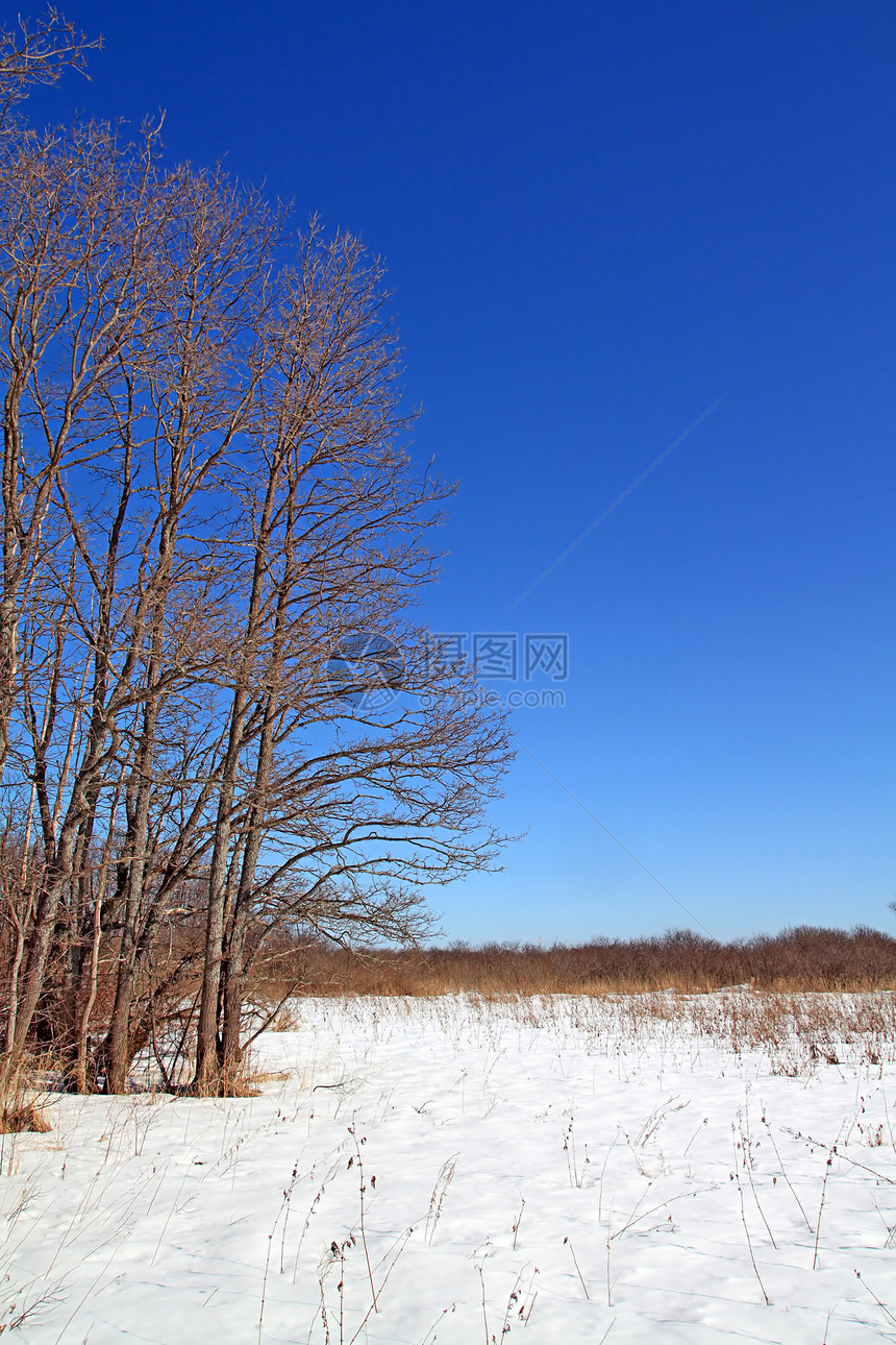 大橡树在冬季田地上图片