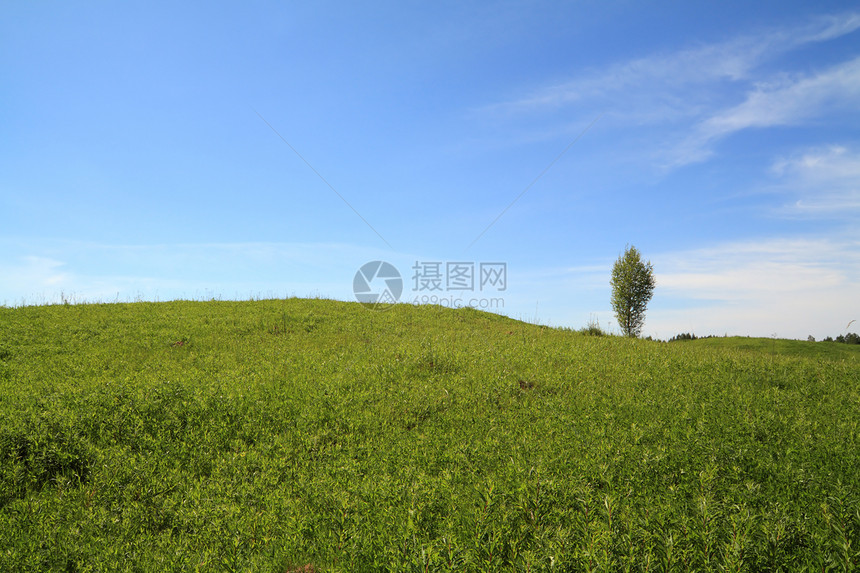 野上闪光桦木场景植物天空天堂太阳风景草地孤独自由图片