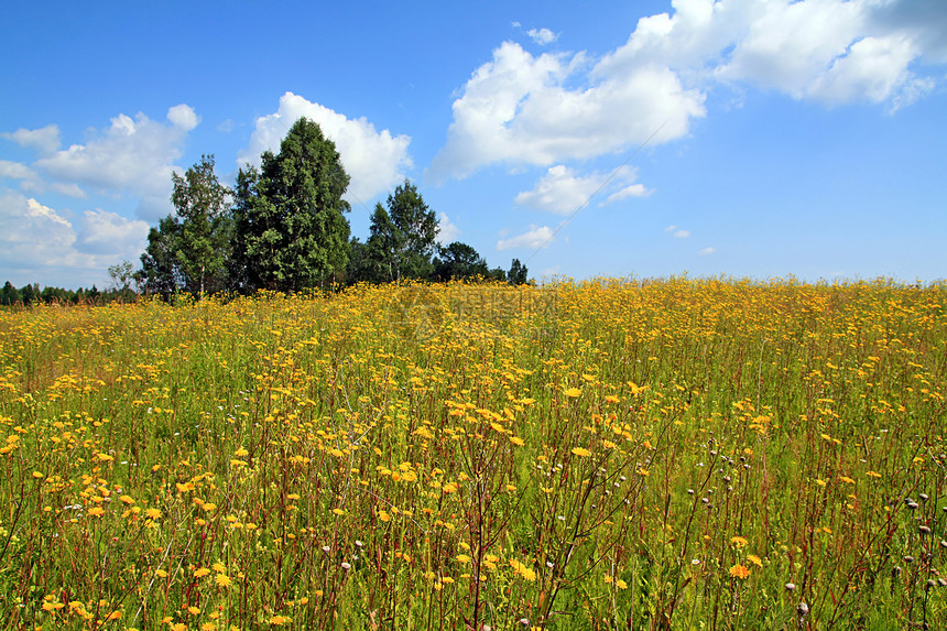 夏季外地城市稻草谷物草本植物堆垛土地生长蓝色草地场景图片