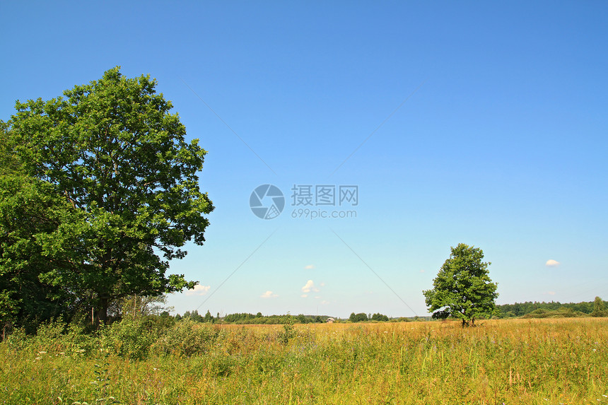 夏季外地季节叶子草地场景天空环境美化植物太阳风景图片