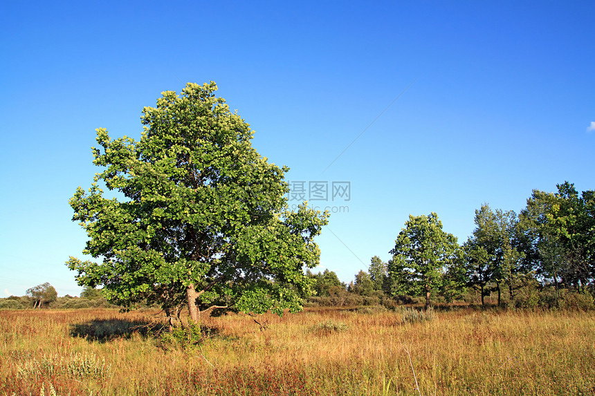 秋天田地上的小橡树美化风景植物阳光美丽旅行季节场景土地场地图片