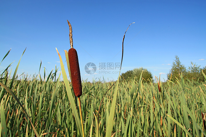 沼泽中的灌木丛天空环境宏观芦苇香蒲生活种子场景池塘湿地图片