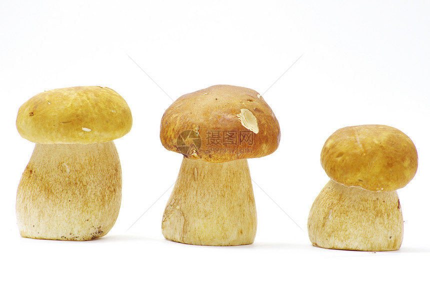 蘑菇美食白色食物季节性团体饮食蔬菜森林荒野季节图片
