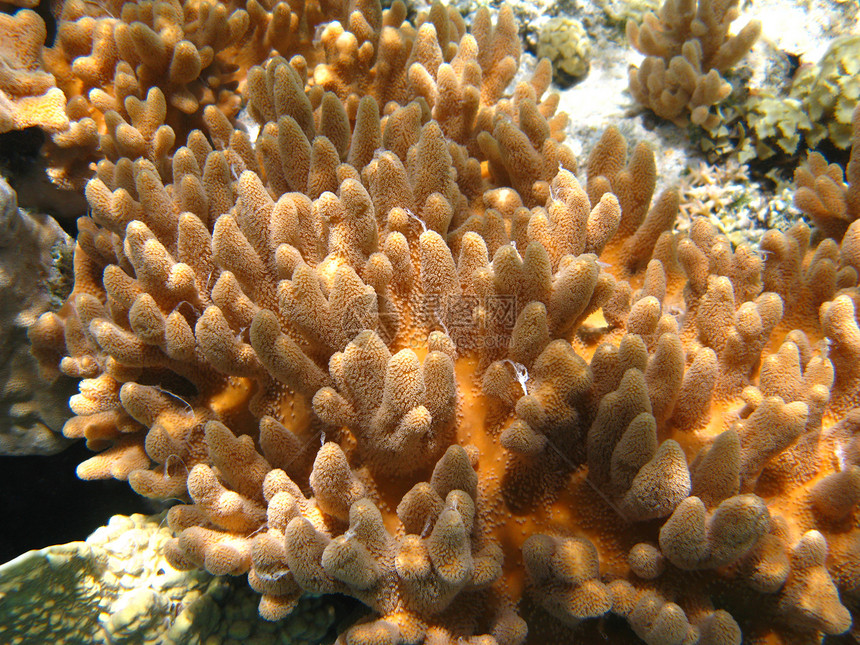 软珊瑚浮潜野生动物动物情调游泳假期动物群潜水海洋异国图片