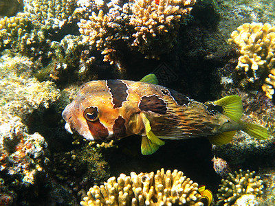 黑浸黑的豪猪鱼和珊瑚礁海洋野生动物游泳动物齿科动物群热带潜水异国情调背景