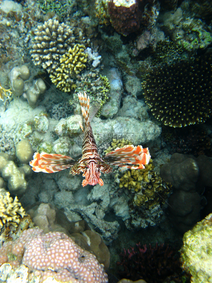 珊瑚礁和红狮子鱼图片